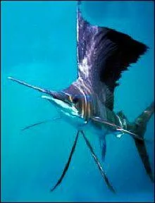 Le makaire bleu est le poisson le plus rapide.  combien de km/h peut-il s'lancer ?