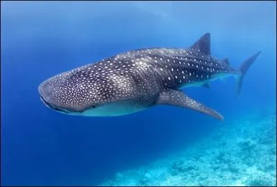 Le requin-baleine est une espce qui existe depuis dj 60 millions d'annes et il est connu pour tre le plus gros poisson actuel.  combien d'annes estime-t-on sa longvit ?
