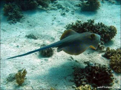 Lequel de ces poissons n'est pas un poisson plat osseux de l'ordre des pleuronectiformes ?