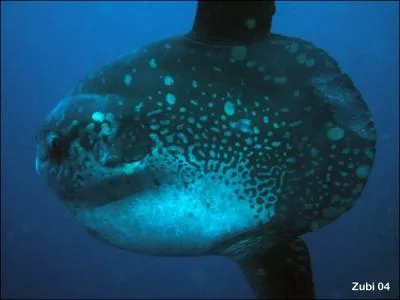 Quel est le nom de ce gros poisson des eaux tropicales ?