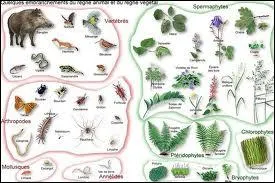 La carcinologie est une branche de la zoologie qui tudie les