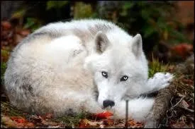  Etre connu comme un loup blanc  est une expression qui signifie
