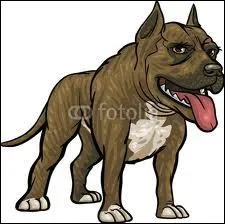 Quelle diffrence faites-vous entre un Pitbull et un Yorkshire qui pissent sur votre pantalon ?