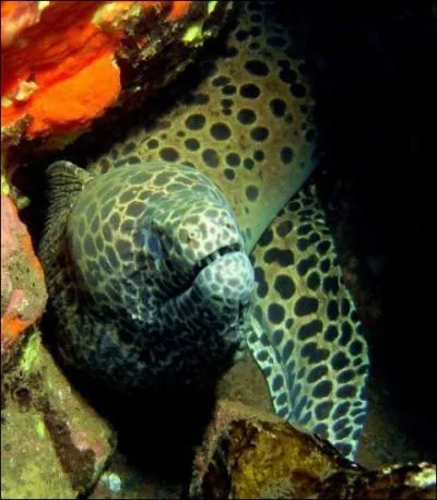 Impressionnante quand elle est dans son trou !