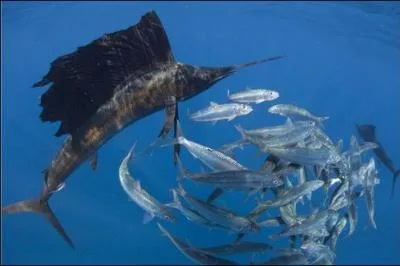 C'est un magnifique prdateur, recordman de vitesse en mer !