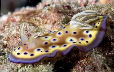 La limace de mer est un mollusque gastropode, elle porte aussi le nom d'un animal vaincu par une tortue !