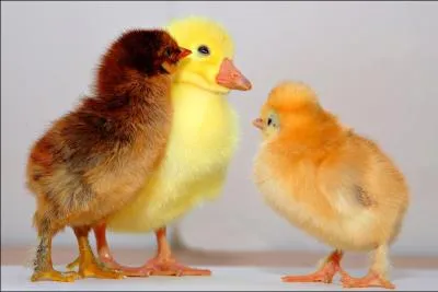 Combien comptez-vous de gallinacs sur la photo ?