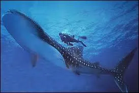 Le plus gros poisson du monde est :