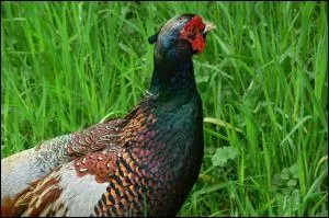 Plusieurs rponses possibles : Parmi ces oiseaux, lequel n'est pas migrateur ?