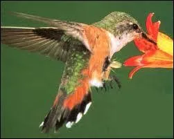 Quel est l'oiseau le plus petit du monde ?