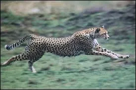Quelle est la vitesse maximale du gupard ?