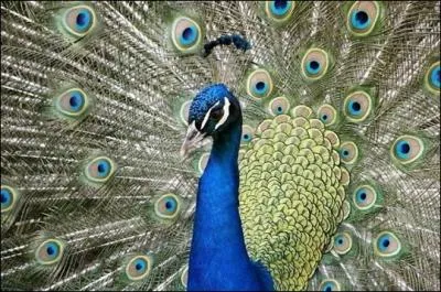 Comment appelle-t-on cet animal ?