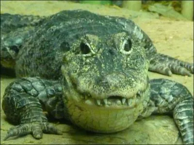 Comment appelle-t-on cet animal ?