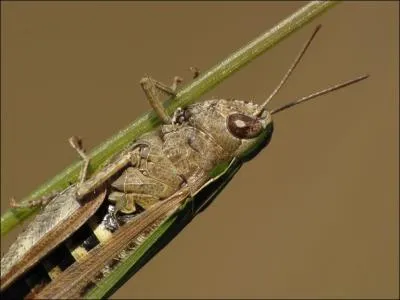 Et pour finir : comment appelle-t-on cet animal ?