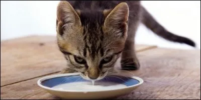 Dans cette phrase, où se trouve le complément d'objet direct (COD) : "Le chaton lape son lait" ?