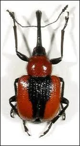 Chat +  Somme que l'on donne en change d'un otage  :