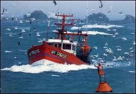 Chat +  facteur d'instruments de musique  cordes  :