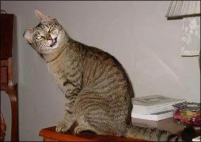 Quelle est la couleur du poil de Garfield ?