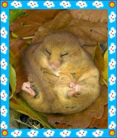 Comme il est  mimi  ! Vous avez trouv, j'espre !