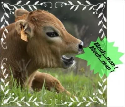 Mon dieu ! Que c'est pnible de crier comme cela !