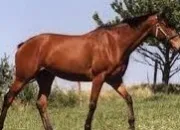 Quiz Le Galop 3 ( pratique )