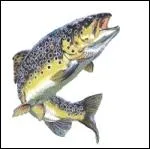 De quelle varit est cette truite ?