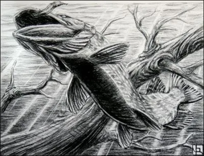 Lequel de ces vifs est strictement interdit pour la pche au brochet ?