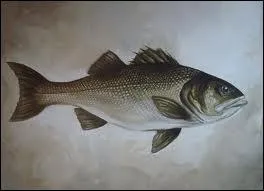 Ce poisson est ...