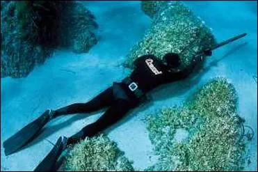 Quelle technique de chasse sous-marine consiste  se poster  l'affut au fond de l'eau et qui est utilise par ce plongeur ?