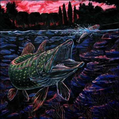 Quel est le nom latin du brochet ?