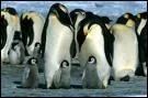 Pinguins ...