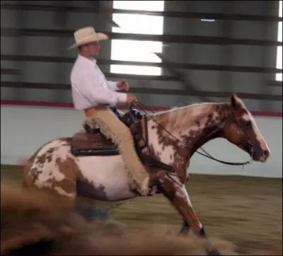 Quelle est la race de ce cheval ?