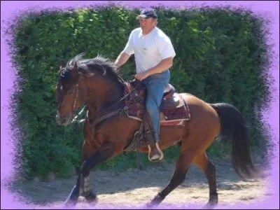 Quelle est la race de ce cheval ?