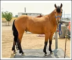 Quelle est la race de ce cheval ?