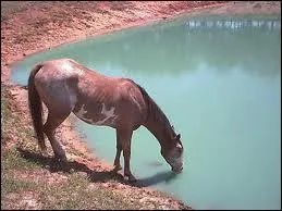Quelle est la race de ce cheval ?