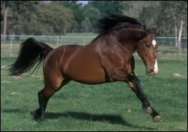 Quelle est la race de cheval ?