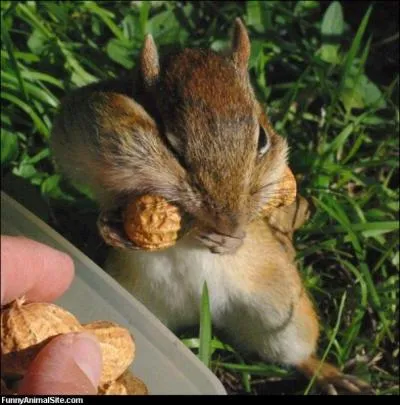 Je suis europen, en t, je mange ces graines tous les jours !