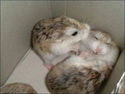 Ador des enfants, je peux tre russe ou dor !