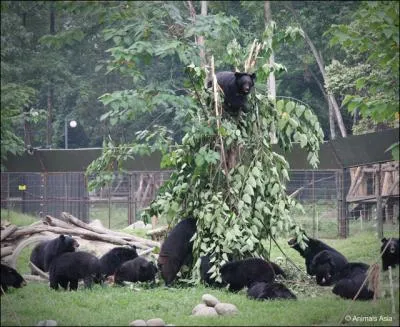 En Amrique du Nord, j'ai un nom particulier !