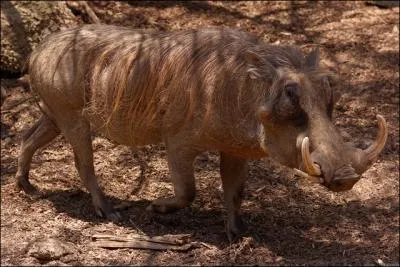 Emblmatique de l'Afrique, j'ai un caractre de cochon !