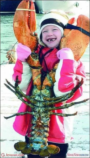 Pour mon grand malheur, je dcore trs bien une assiette, avec de la mayonnaise !