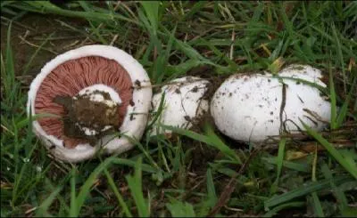 Que sont les psalliottes que l'on peut faire confire au citron et à la menthe ?