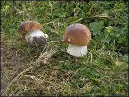 Quelle viande prépare-t-on traditionnellement à la forestière ? Cette recette contient notamment des cèpes et du vin blanc.