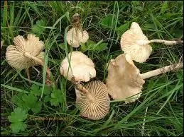 Que sont les marasmes que vous pouvez accommoder avec des crevettes ?