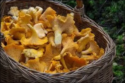 Quels sont ces champignons si savoureux dans les omelettes ?