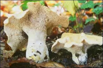 À quel animal, ce champignon a-t-il emprunté son nom ?