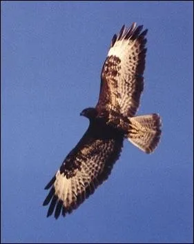 Ce rapace est un(e) :