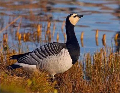 Cet oiseau est un(e) :