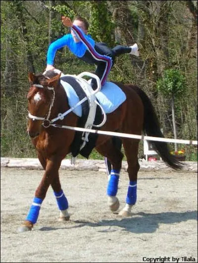 De quelle discipline s'agit-il ?