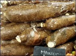 Consommer du manioc peut vous empoisonner !